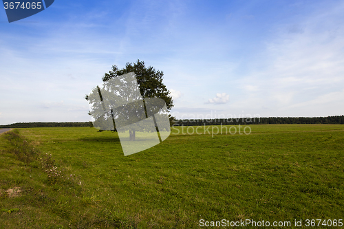 Image of tree in the field 