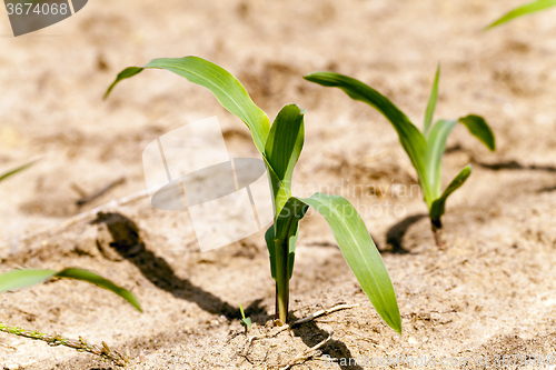 Image of corn germ .  close up