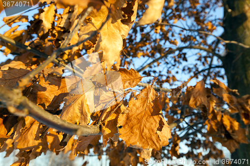 Image of yellow dry leaves  