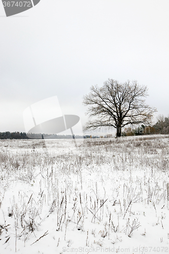 Image of lonely tree .  snow.