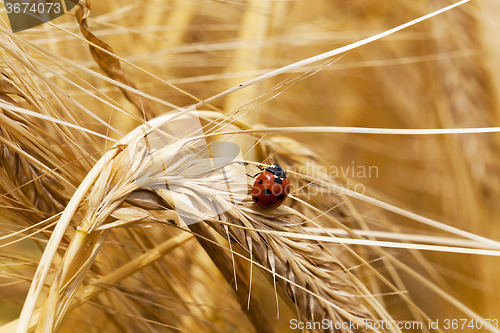 Image of  grow ripe cereals