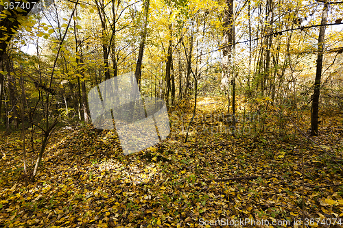 Image of autumn forest , photographed  