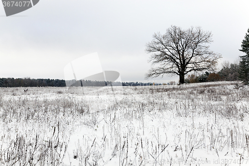 Image of lonely tree .  snow.