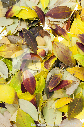 Image of autumn leaves .  closeup  