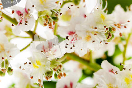 Image of blooming chestnut tree  