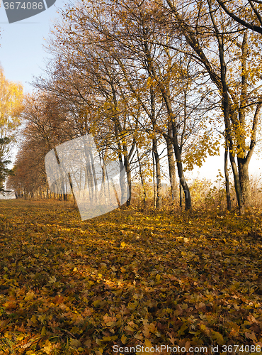 Image of autumn trees. Belarus