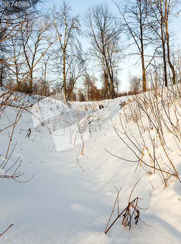 Image of trees in winter  