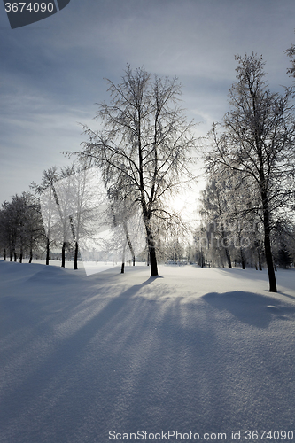 Image of trees in winter 