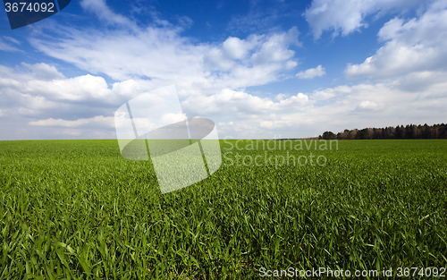 Image of cereal field.  Agricultural 