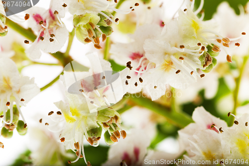 Image of blooming chestnut . close-up 