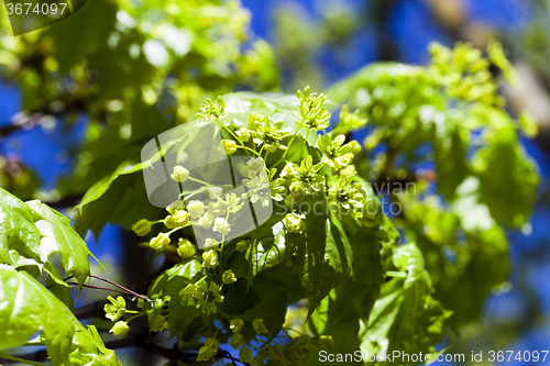 Image of   flower green maple 