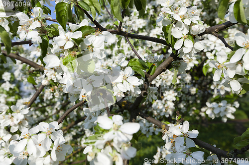 Image of cherry blossoms . spring  