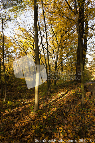 Image of   the trees .  autumn season