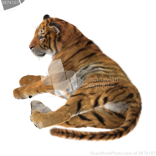 Image of Big Cat Tiger Resting on White