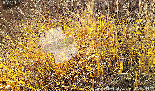 Image of Autumn background with dry sunshiny herbs