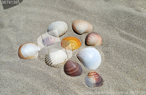 Image of Sea shells on the sand