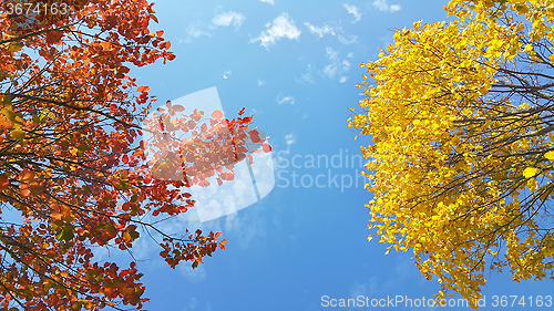 Image of Bright yellow and red branches of autumn tree on blue sky 