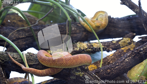 Image of Green Bush Viper