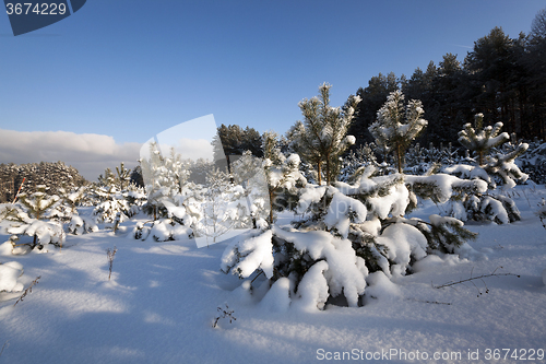 Image of pine trees in winter 