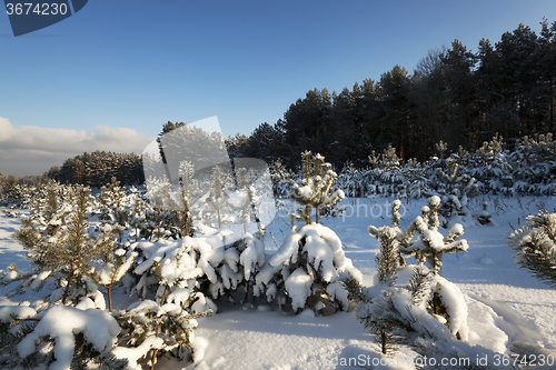 Image of pine trees in winter 