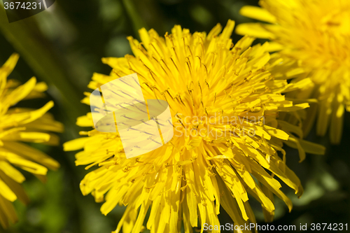 Image of  yellow dandelion flowers