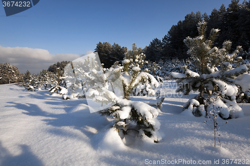 Image of pine trees in winter 