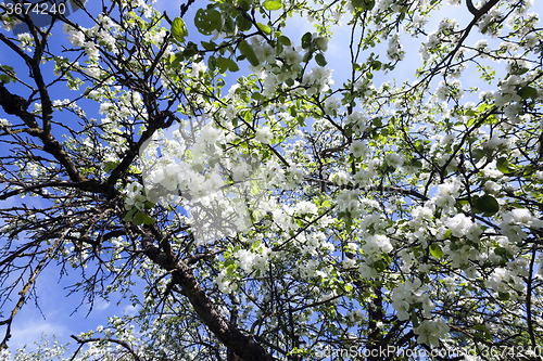 Image of cherry blossoms . spring  