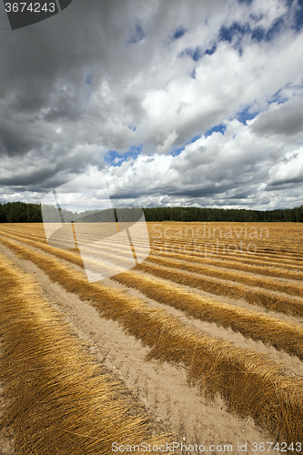 Image of Flax field . autumn