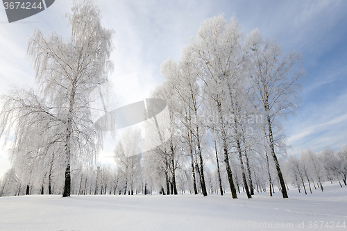 Image of trees in winter  
