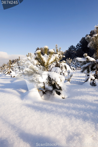 Image of pine trees in winter 