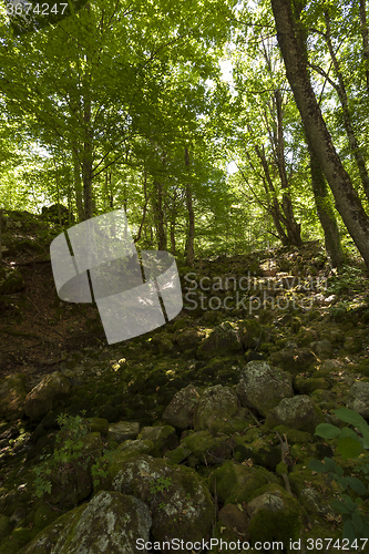 Image of mountain river .  forest