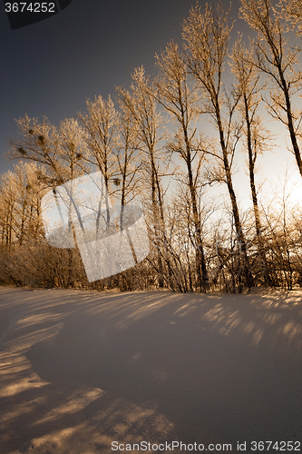 Image of trees in winter  