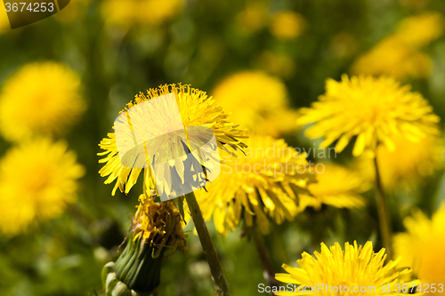 Image of  yellow dandelion flowers