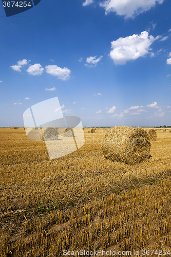 Image of   field after harvesting 