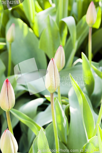 Image of red tulips  . spring