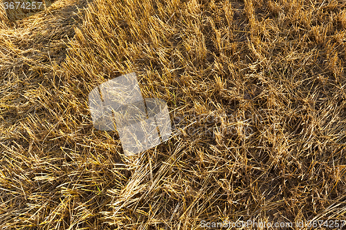 Image of harvesting cereals . Agriculture