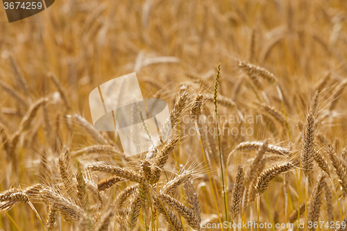 Image of   ears of rye  