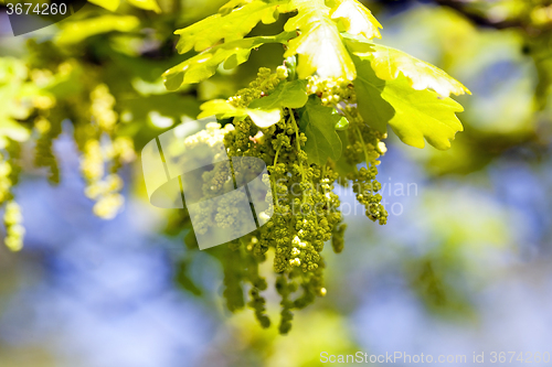 Image of blooming oak . spring 