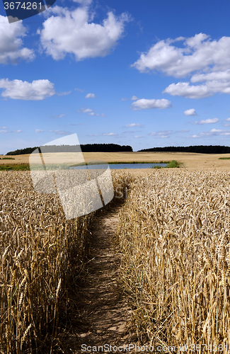 Image of     ripe rye yellowed