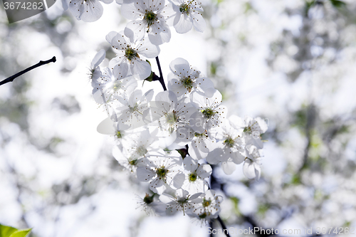 Image of cherry blossoms . spring