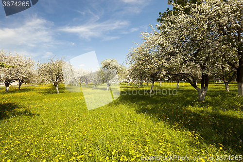 Image of cherry . spring season