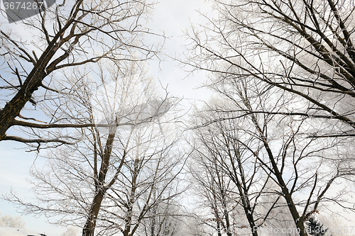 Image of   trees in the park  