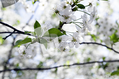 Image of White cherry blossoms