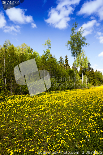 Image of yellow dandelions . spring season