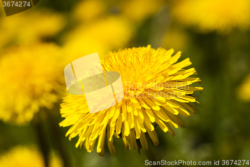 Image of   close up flowers  dandelions