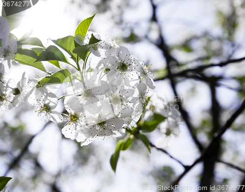 Image of cherry blossoms . spring