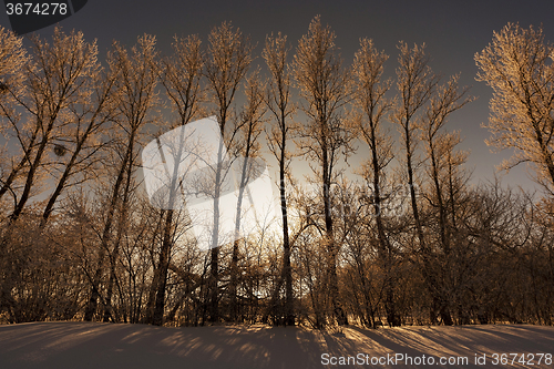 Image of trees in winter  