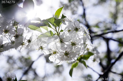 Image of cherry blossoms . spring