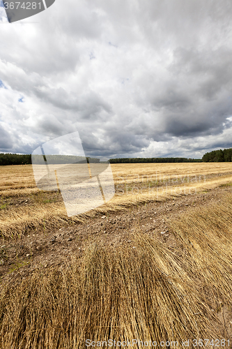 Image of Agricultural field .  flax 