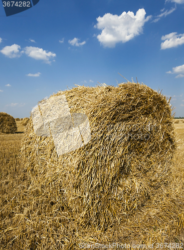 Image of  after harvesting cereal